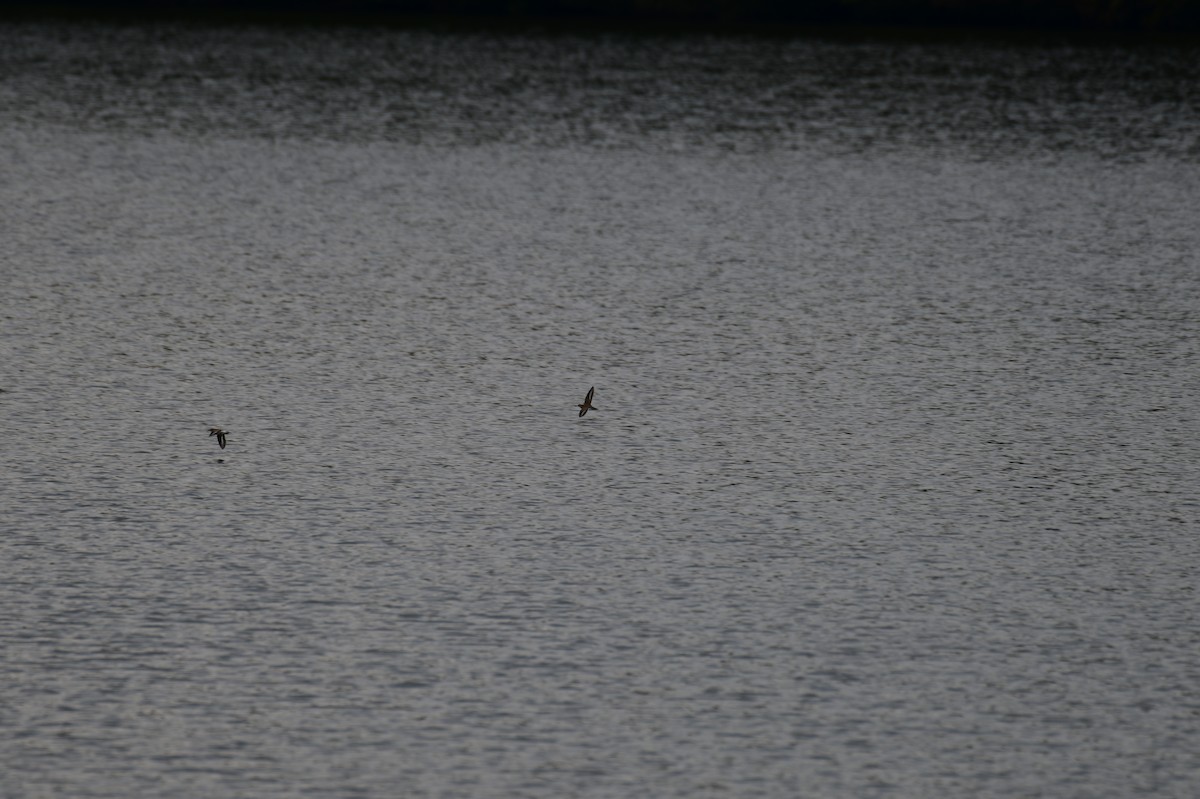 Spotted Sandpiper - ML642708316