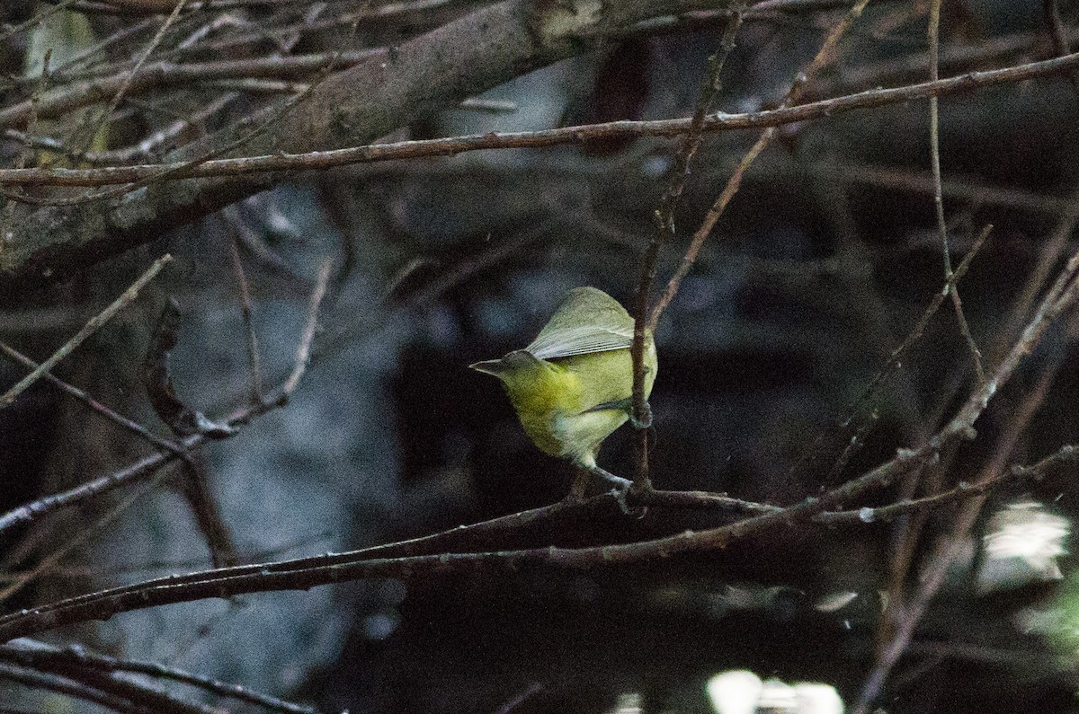 Orange-crowned Warbler - ML642708318