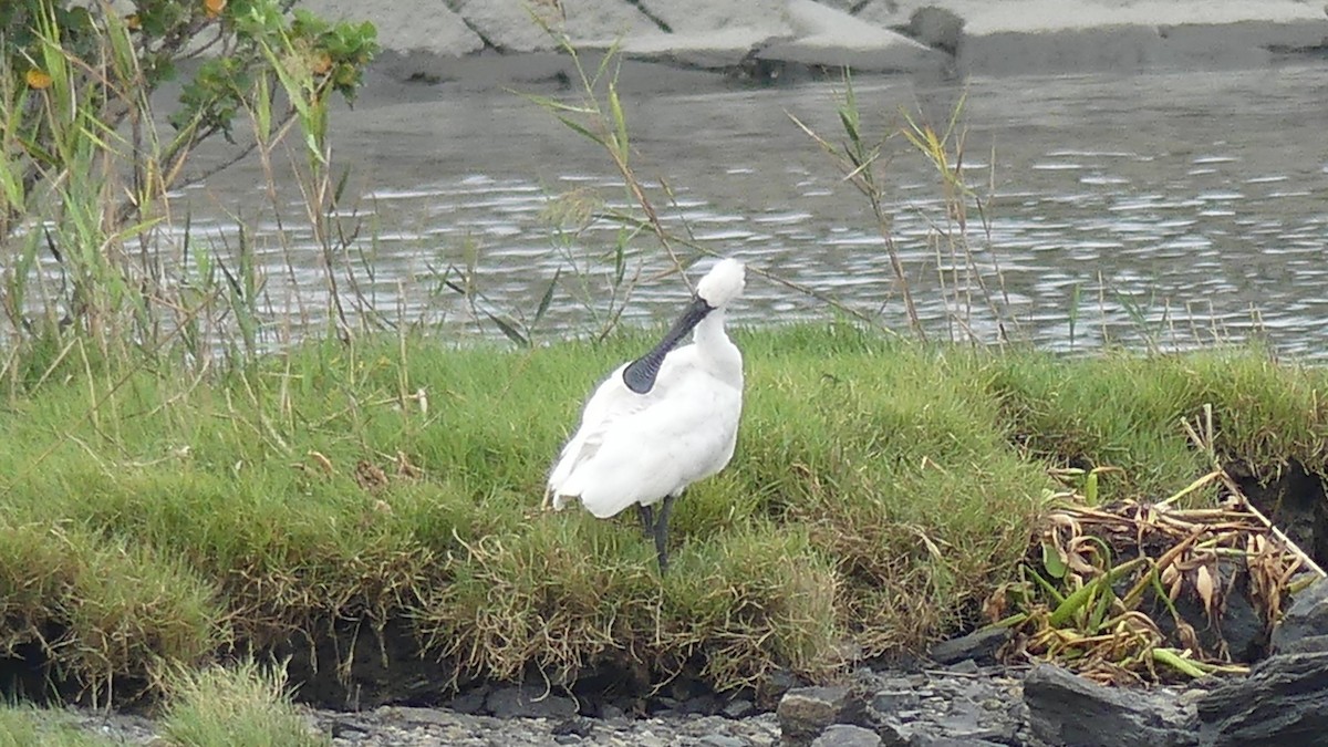 Black-faced Spoonbill - ML642708321