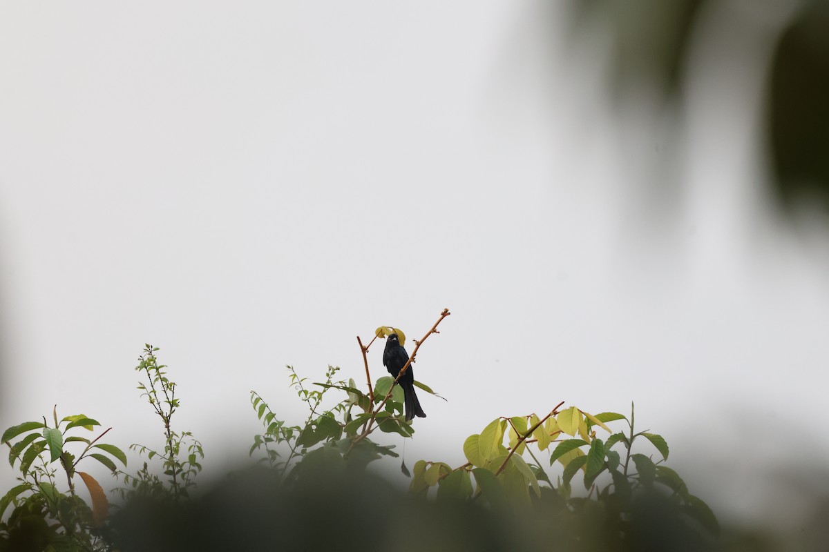Greater Racket-tailed Drongo - ML642708332