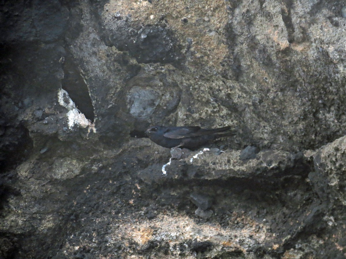 Galapagos Martin - ML642708333