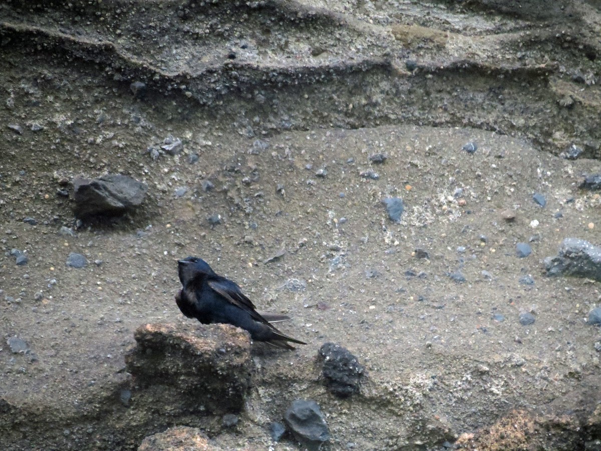 Galapagos Martin - ML642708334