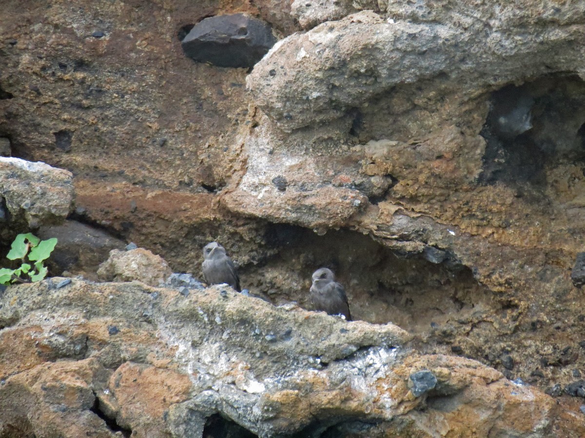 Galapagos Martin - ML642708335
