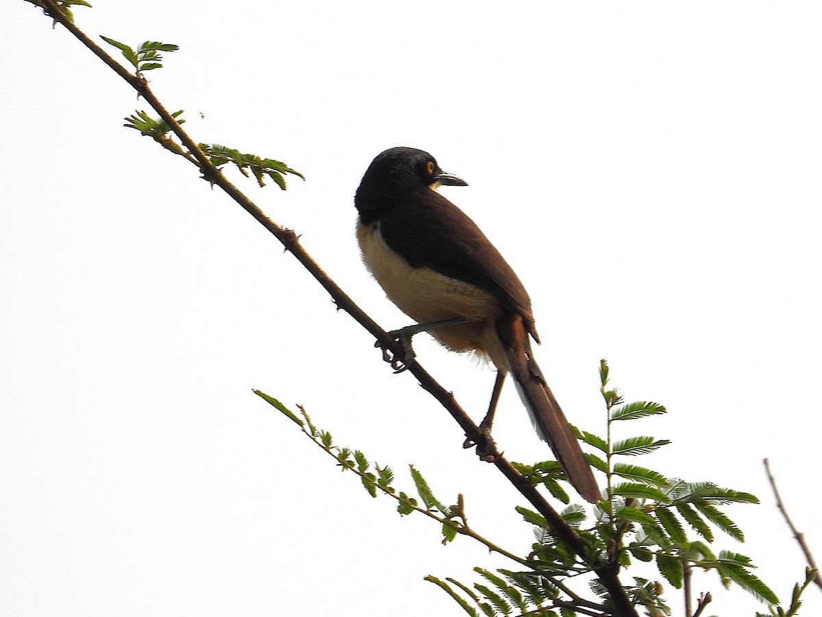 Donakobiyus - ML642708364