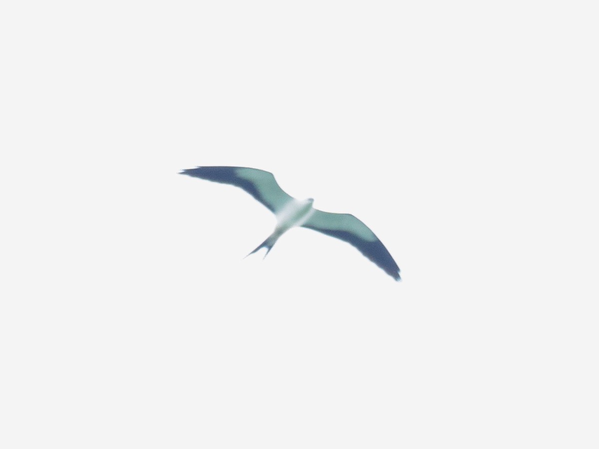 Swallow-tailed Kite - ML642708370