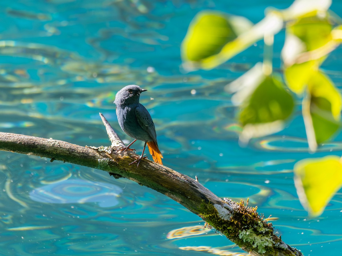 Plumbeous Redstart - ML642708399