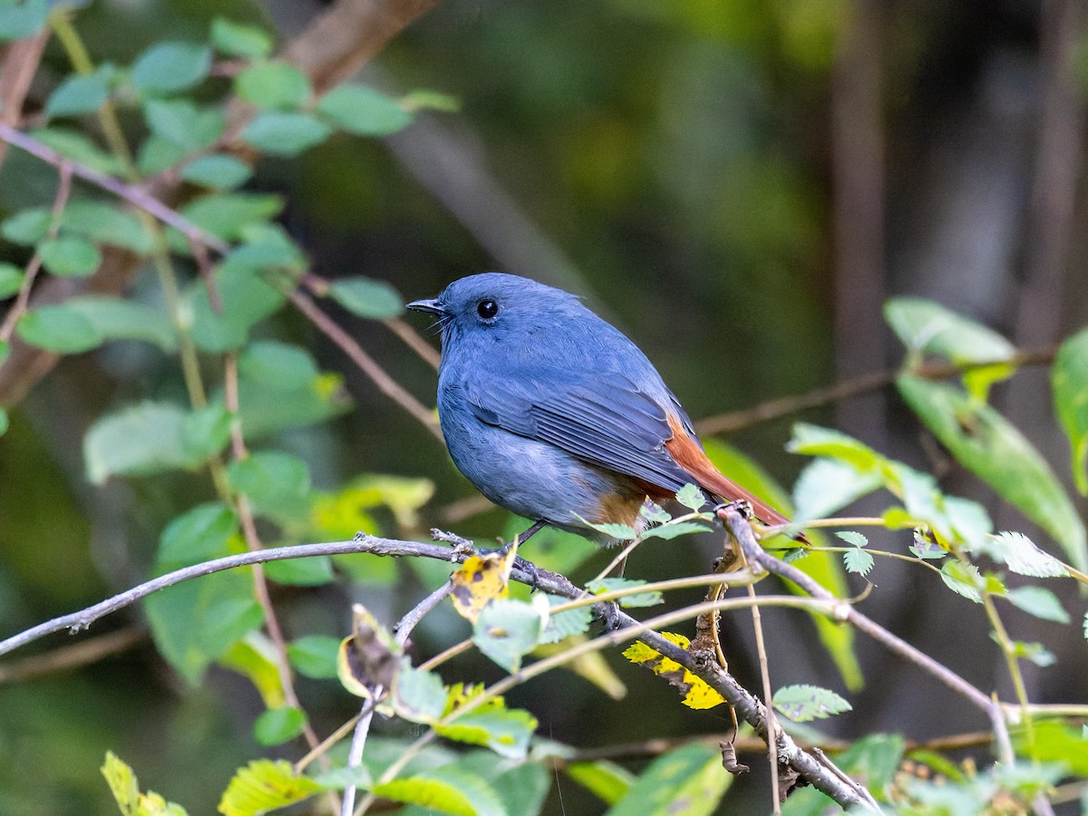 Plumbeous Redstart - ML642708400