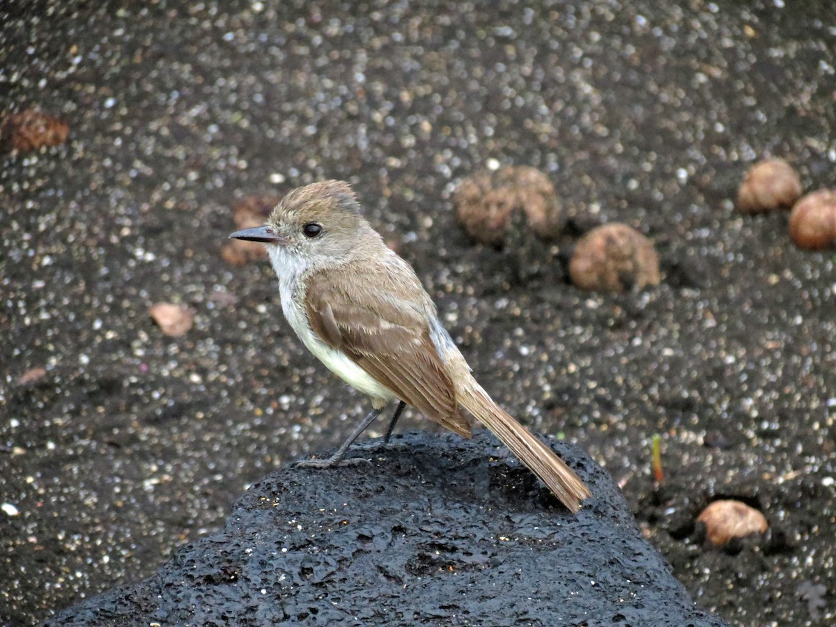 Galapagos Flycatcher - ML642708401