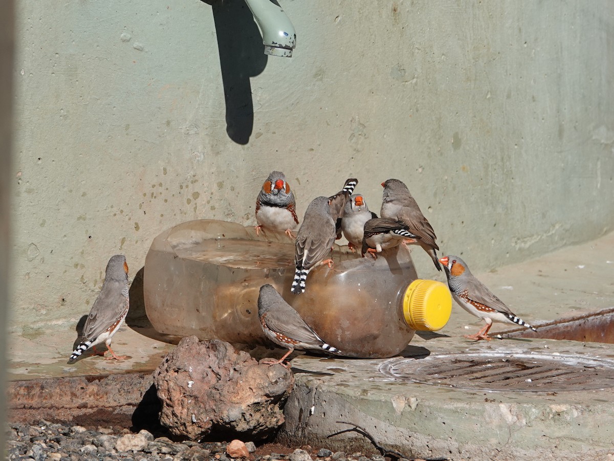 Zebra Finch - ML642708403