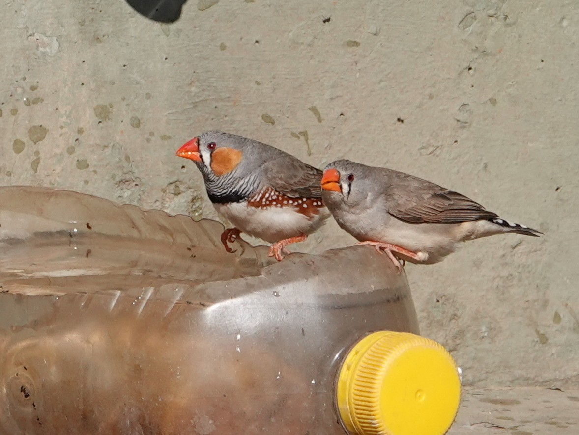 Zebra Finch - ML642708404