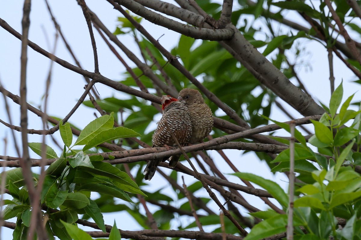Red-headed Finch - ML642708420