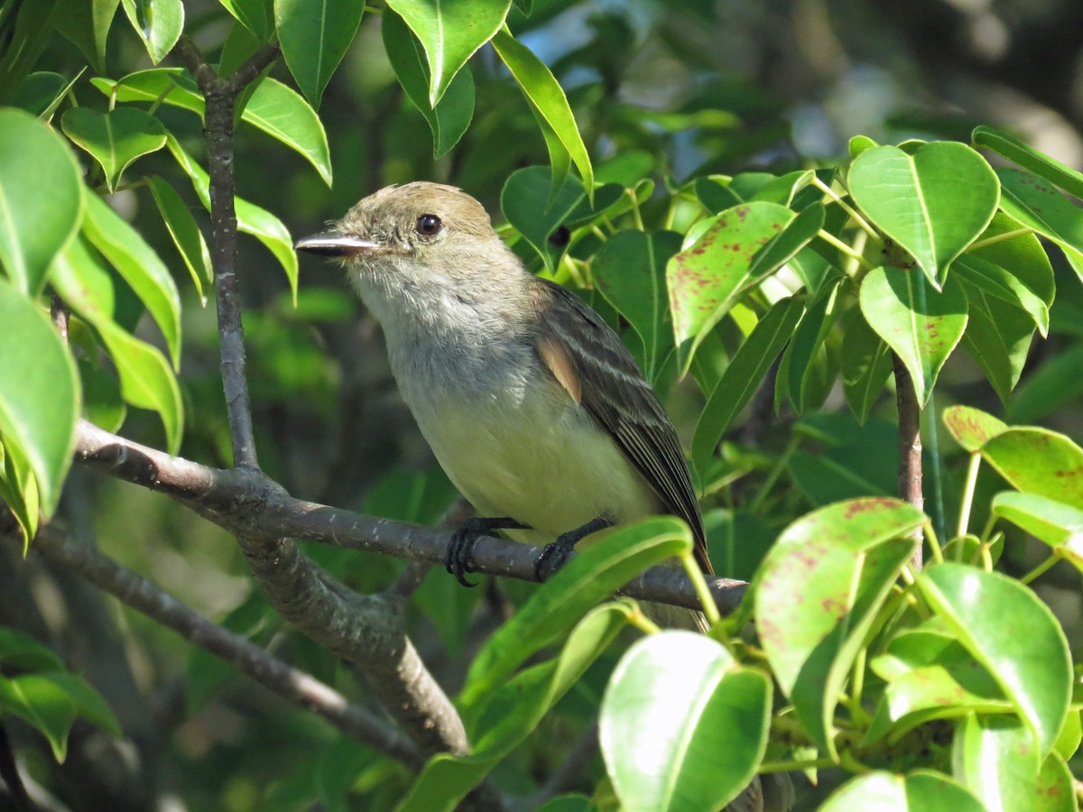 Galapagos Flycatcher - ML642708443