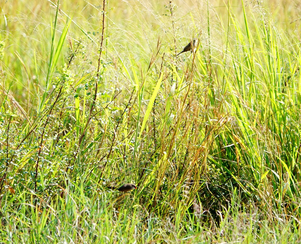 Common Waxbill - ML642708474