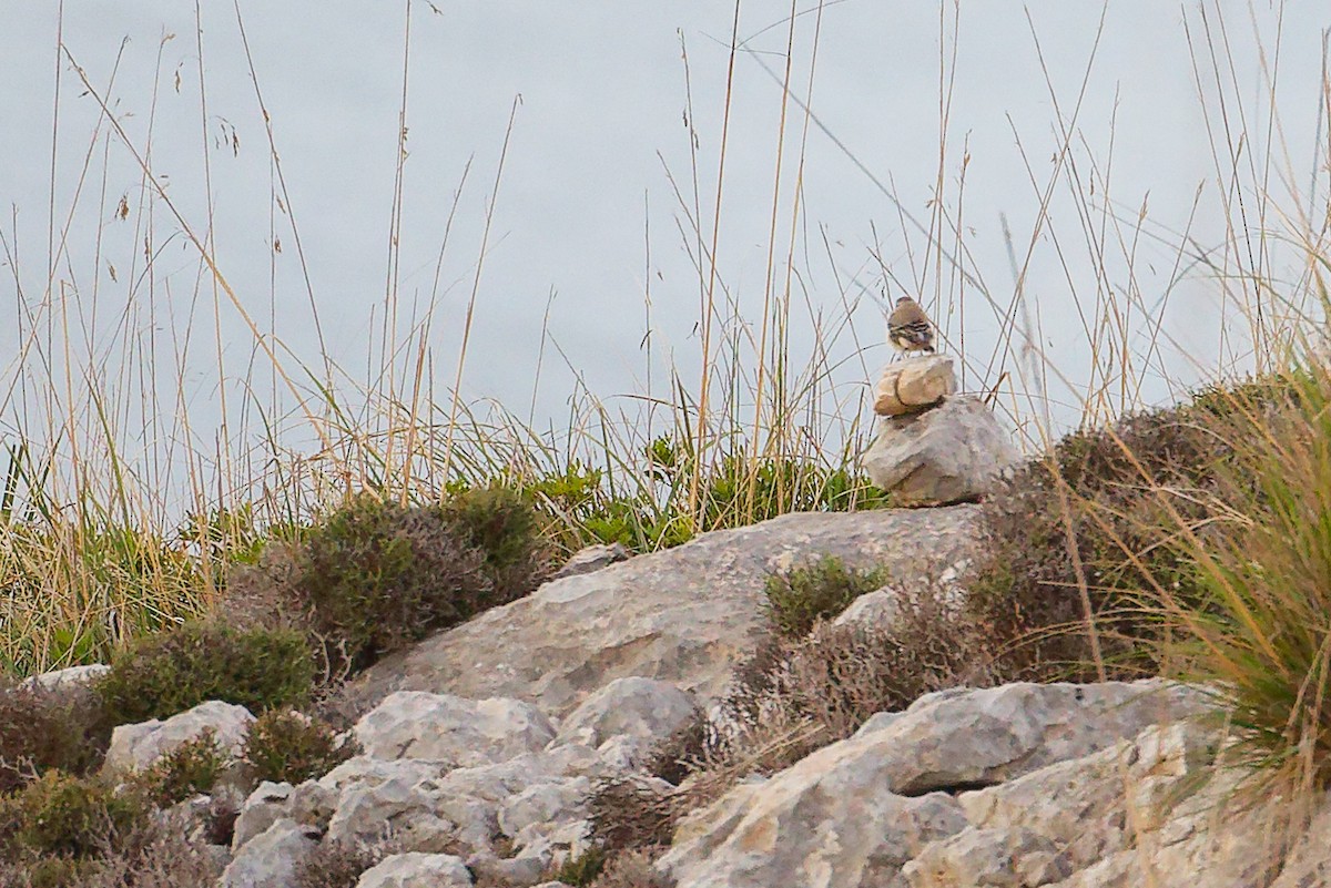 Northern Wheatear - ML642708475
