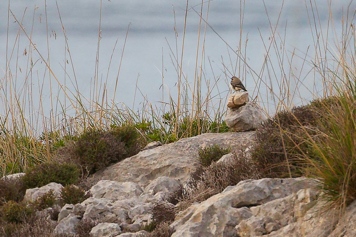 Northern Wheatear - ML642708476