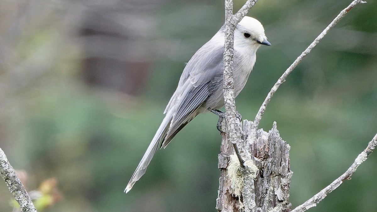 Canada Jay - ML642708478