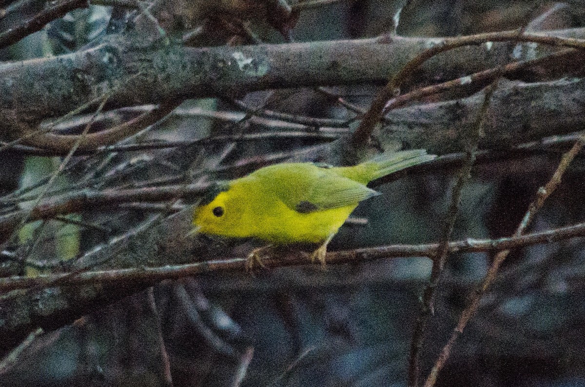 Wilson's Warbler - ML642708484