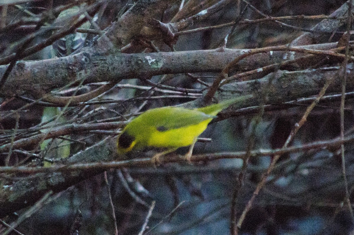 Wilson's Warbler - ML642708485