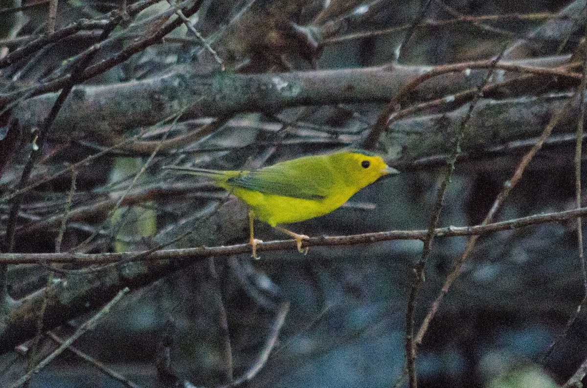 Wilson's Warbler - ML642708486