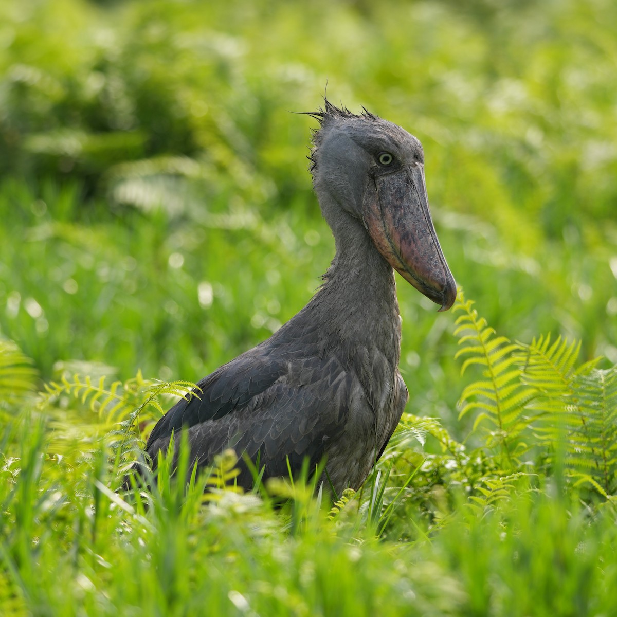 Shoebill - ML642708488