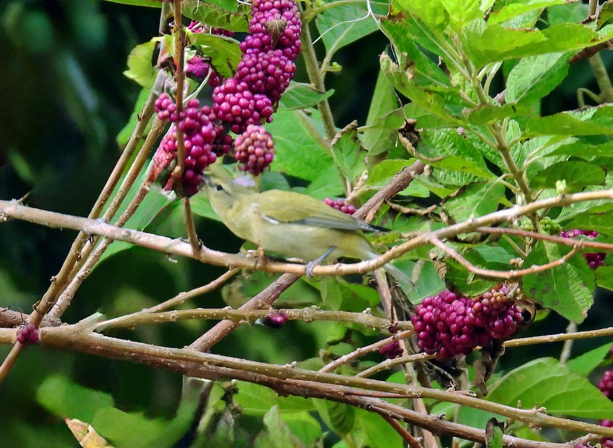 Tennessee Warbler - ML642708489