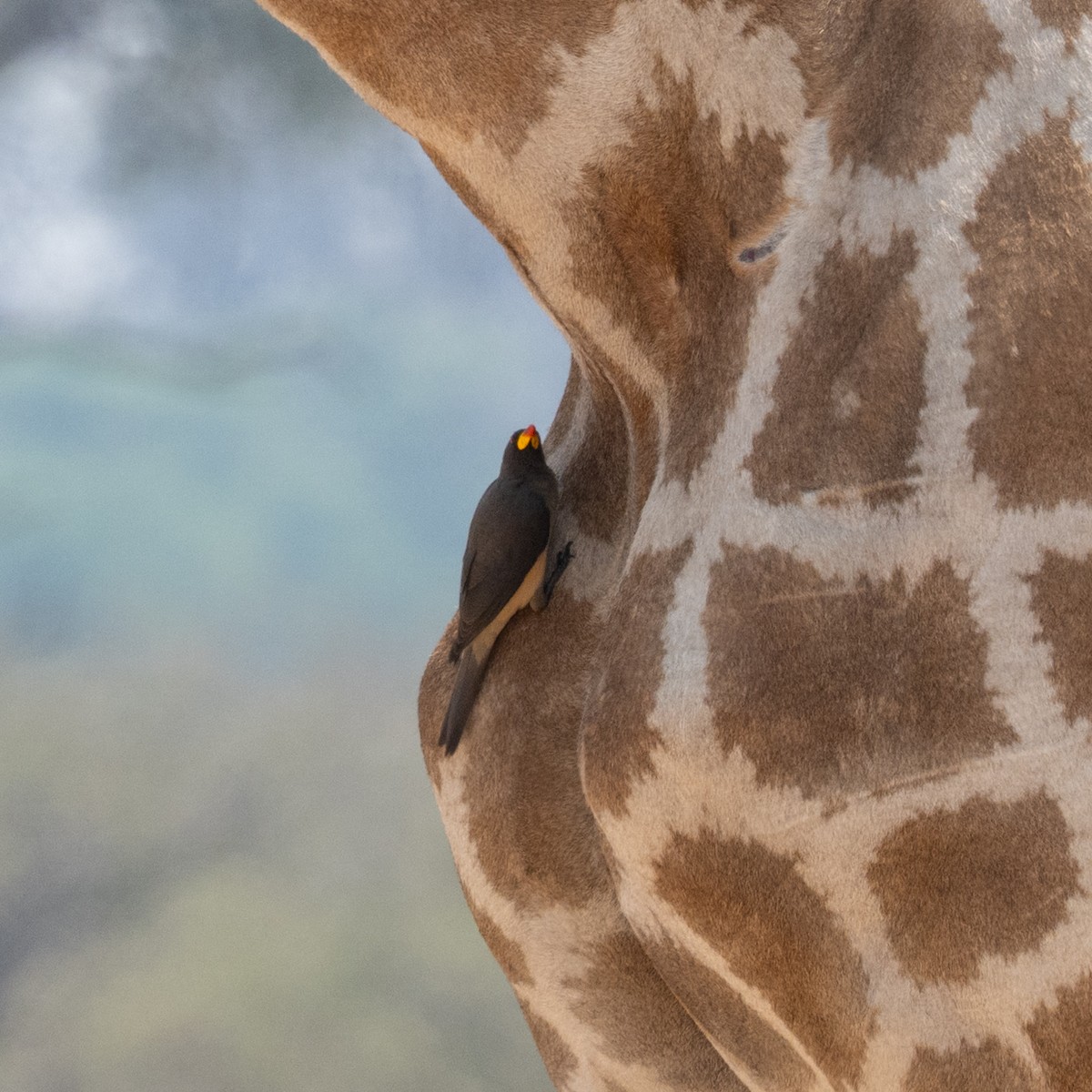 Yellow-billed Oxpecker - ML642708491