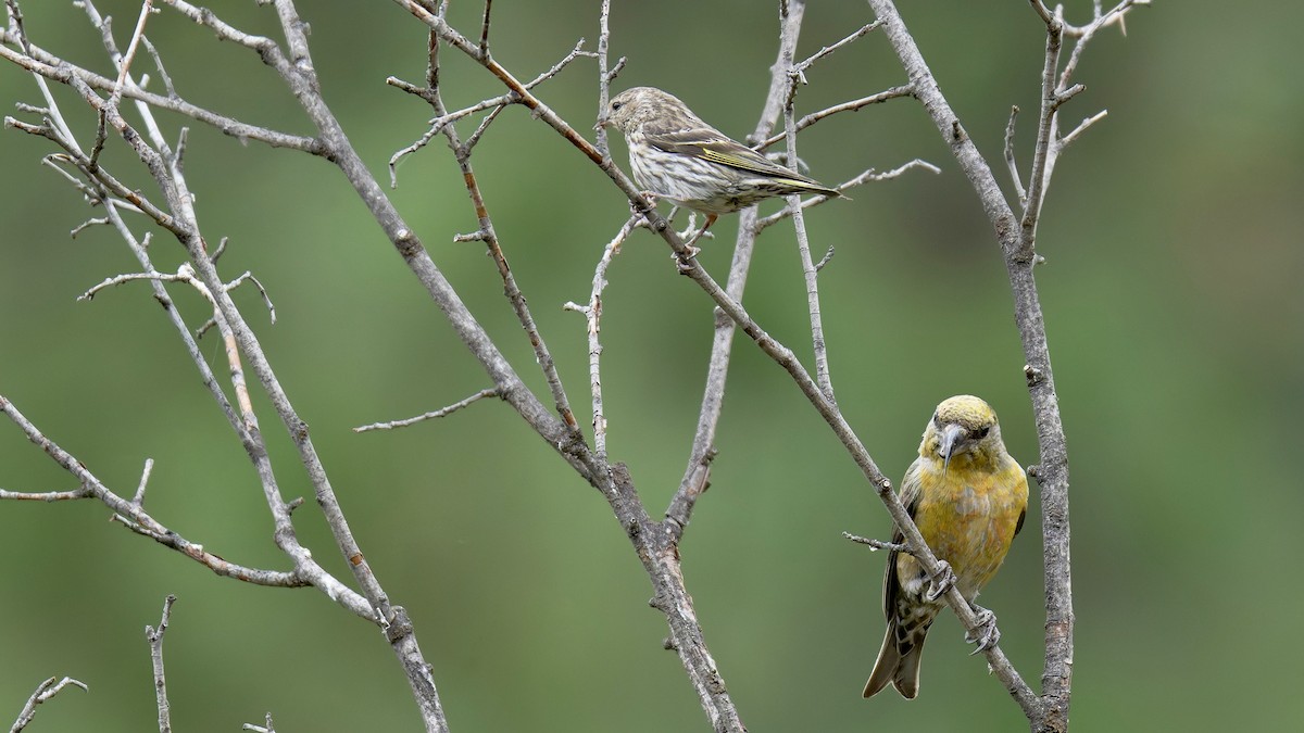 Pine Siskin - ML642708493