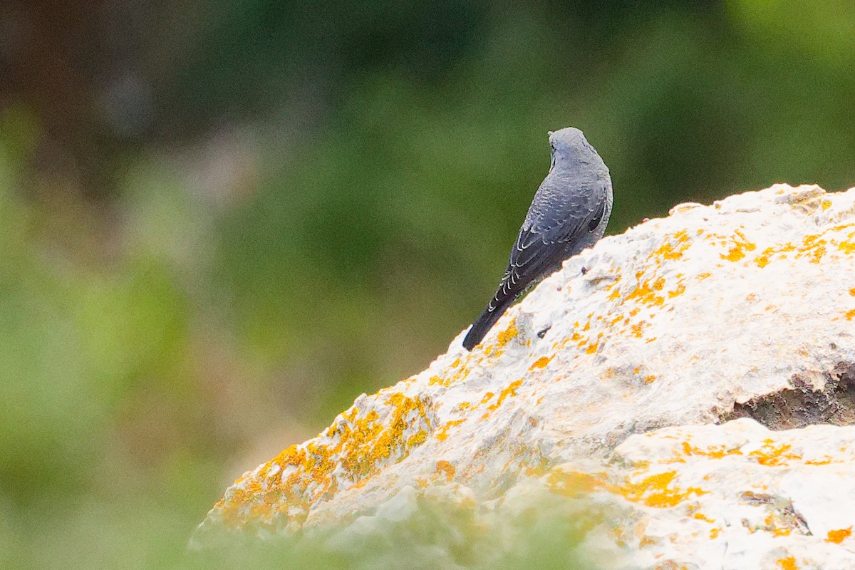 Blue Rock-Thrush - ML642708495