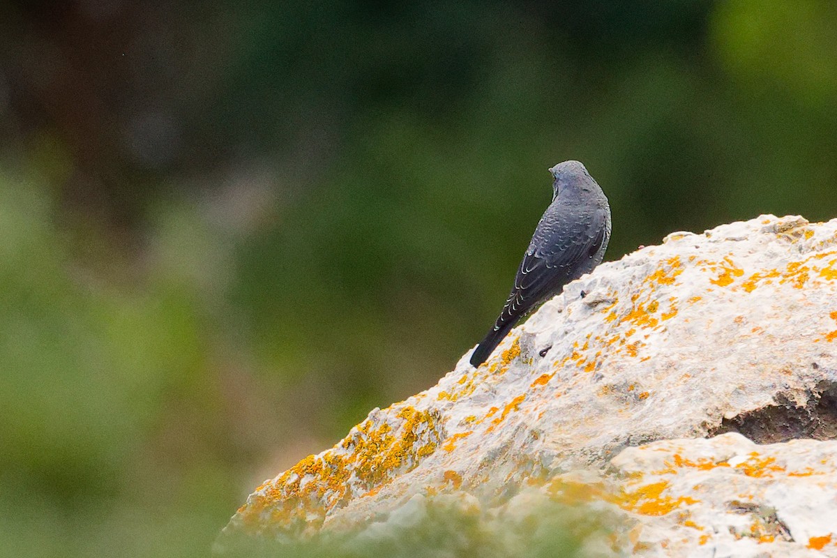 Blue Rock-Thrush - ML642708496