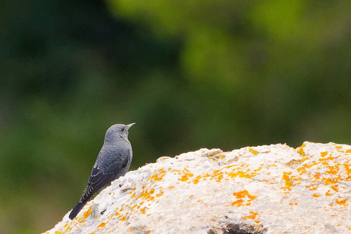 Blue Rock-Thrush - ML642708497