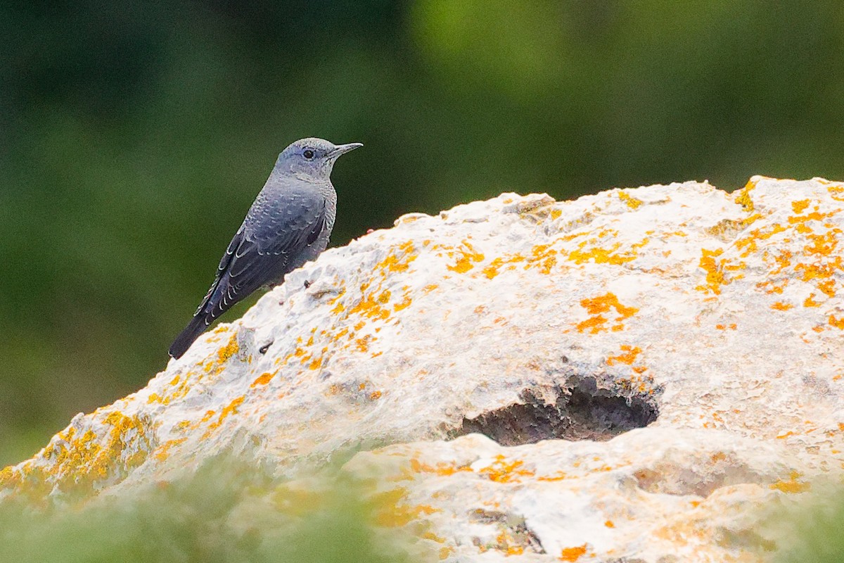 Blue Rock-Thrush - ML642708499
