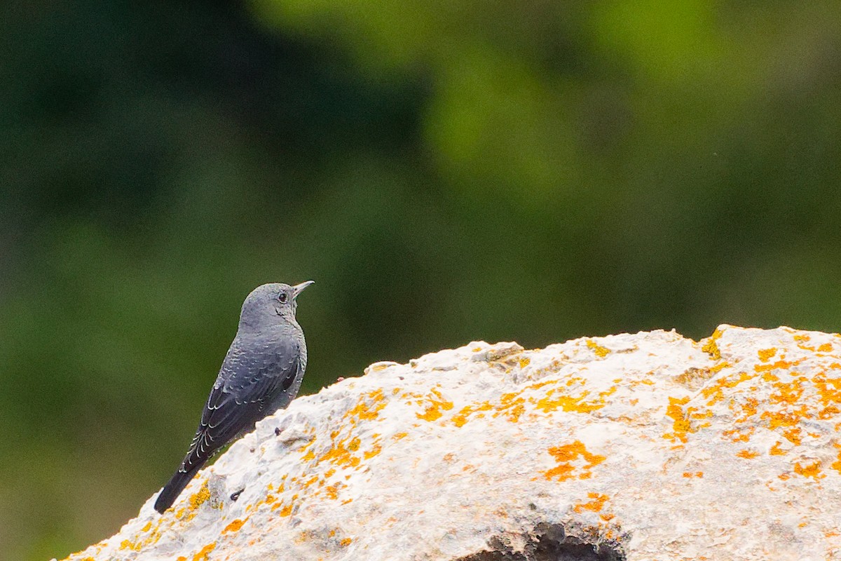 Blue Rock-Thrush - ML642708500