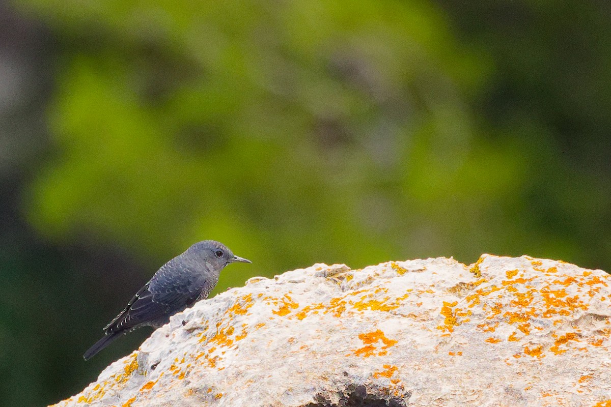 Blue Rock-Thrush - ML642708501