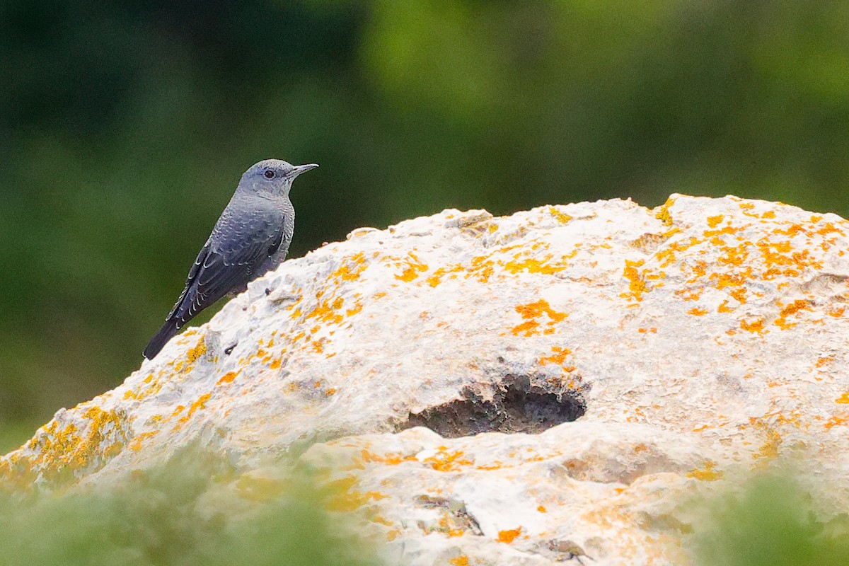 Blue Rock-Thrush - ML642708502