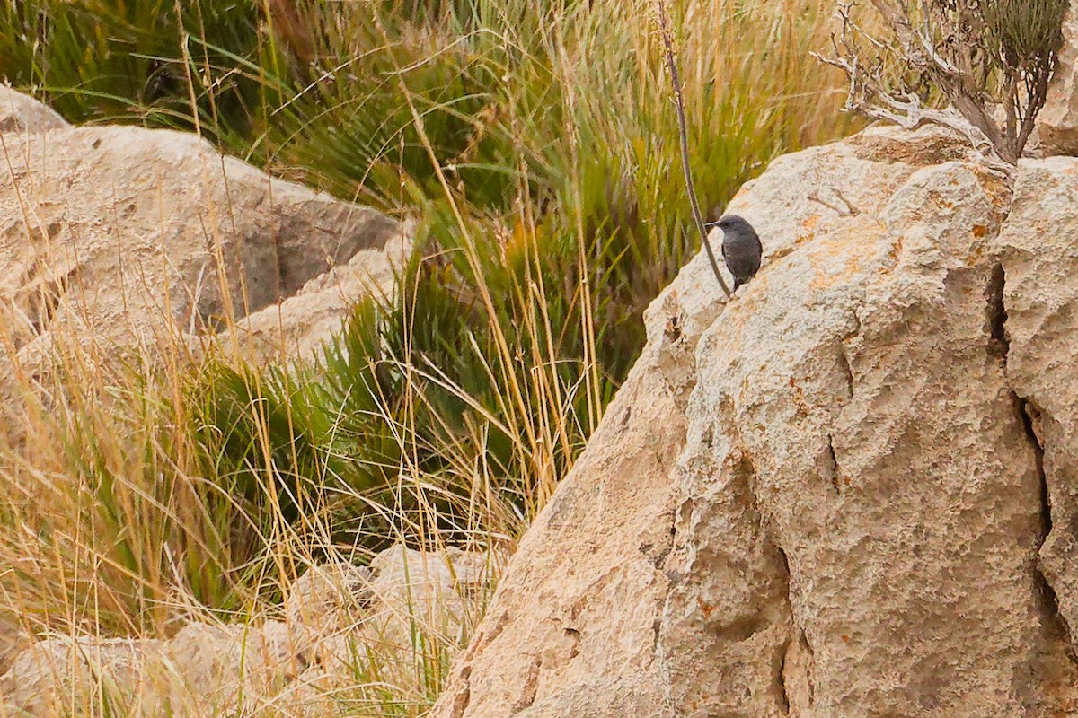Blue Rock-Thrush - ML642708503
