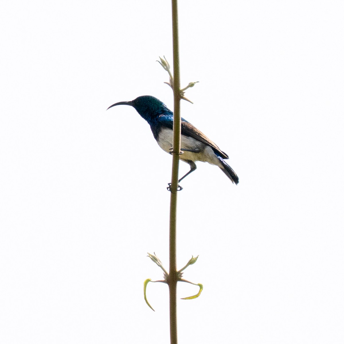 White-bellied Sunbird - ML642708505