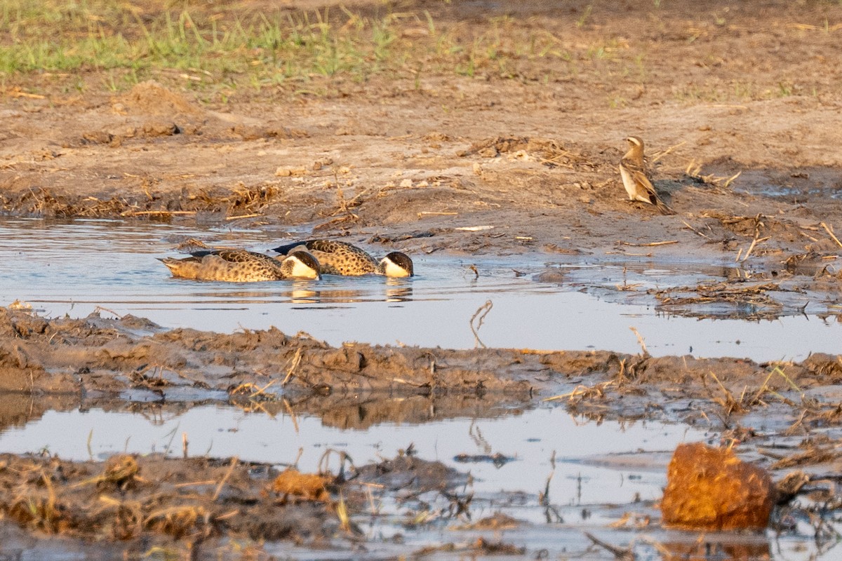 Yellow-throated Bush Sparrow - ML642708519