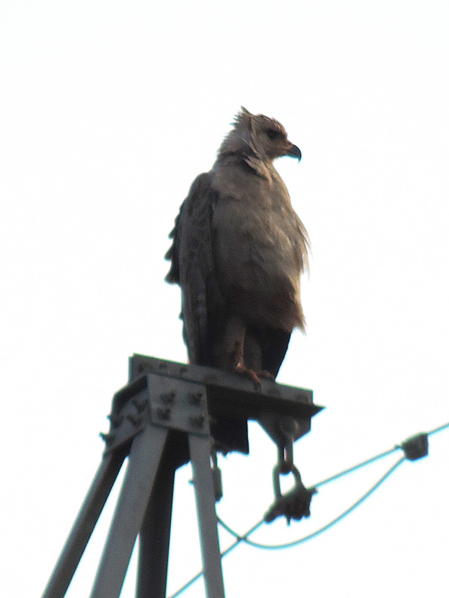 Chaco Eagle - ML642708535