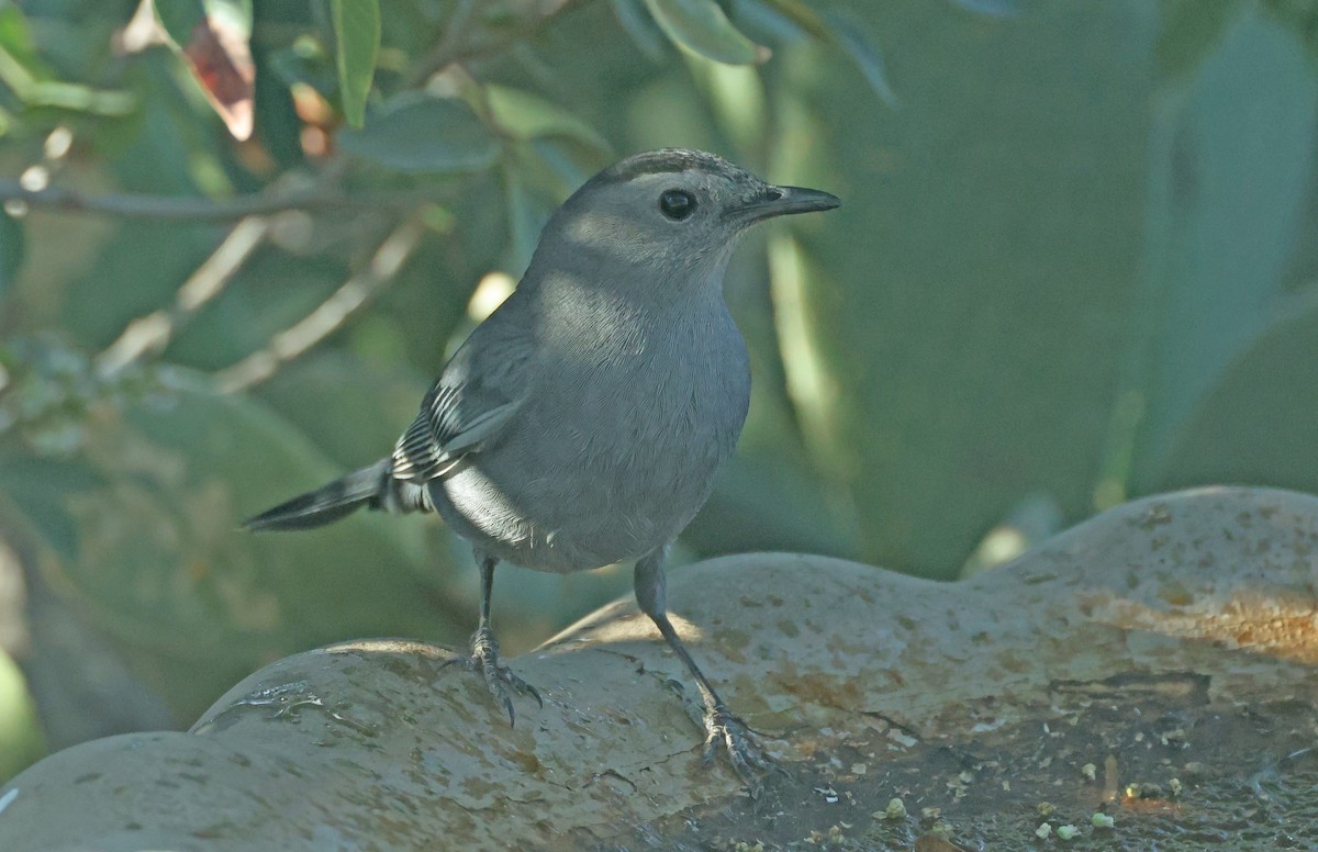 Gray Catbird - ML642708547