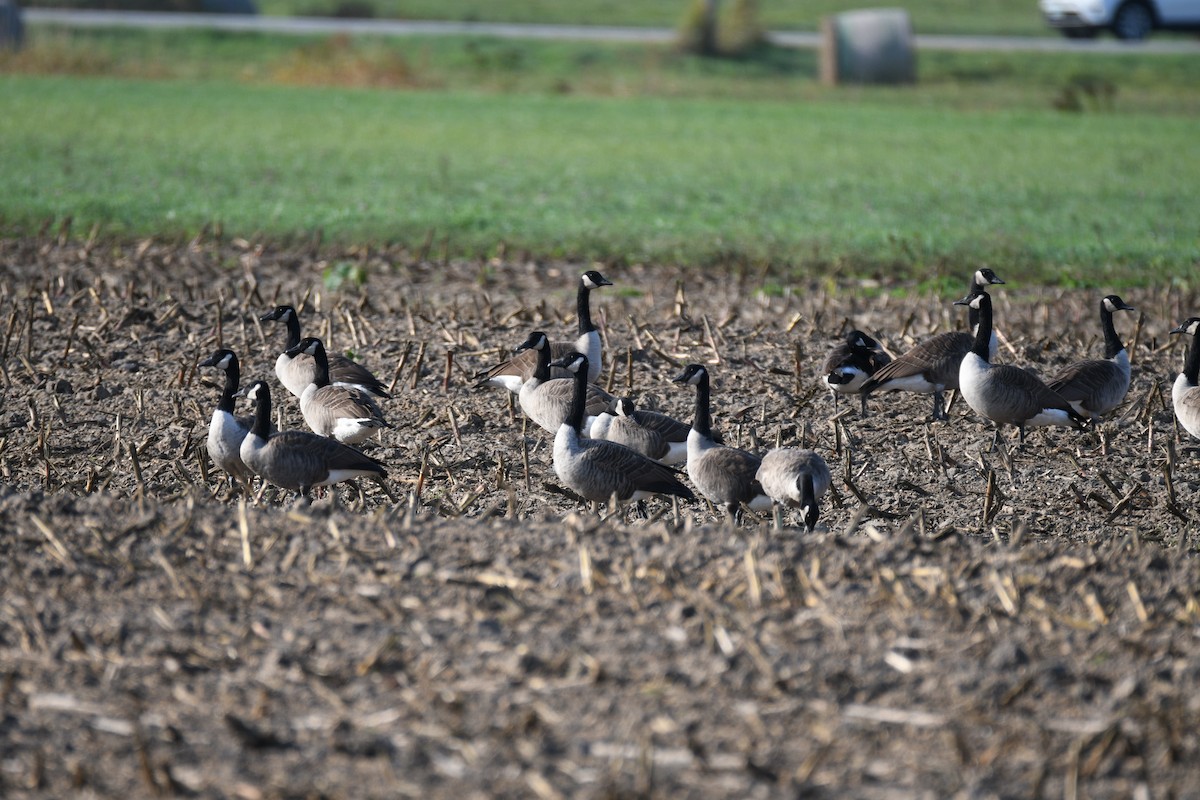 Canada Goose - ML642708570