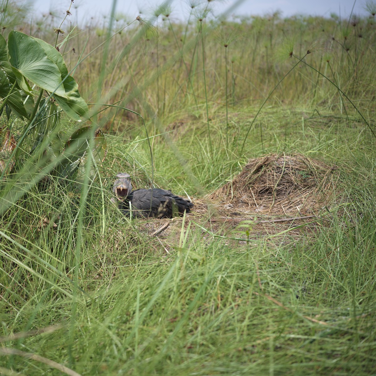 Shoebill - ML642708575