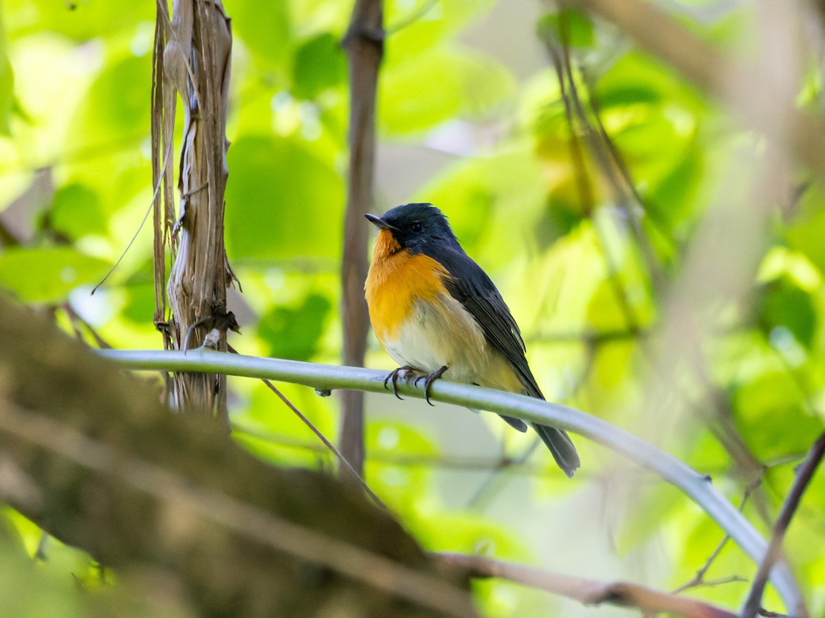 Slaty-backed Flycatcher - ML642708580