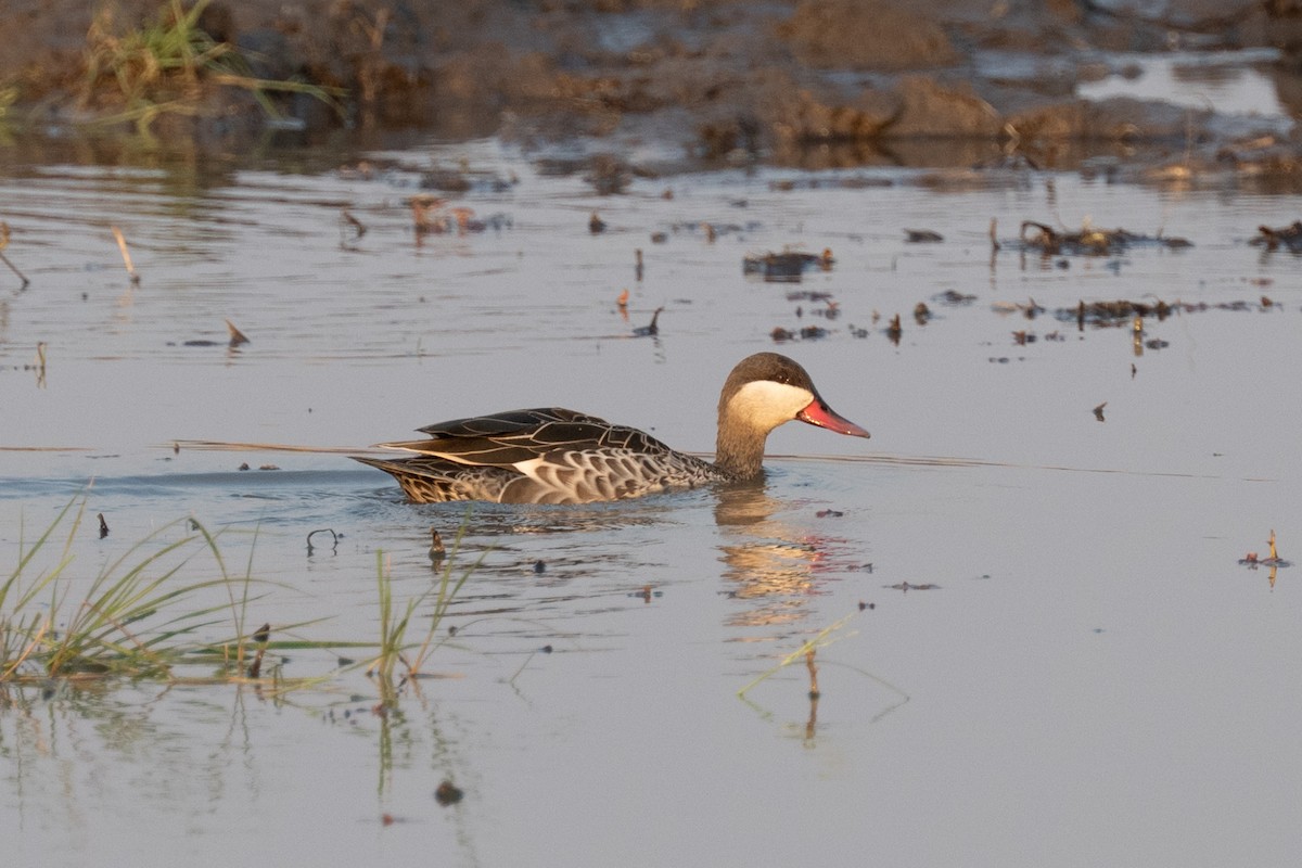 Red-billed Duck - ML642708588