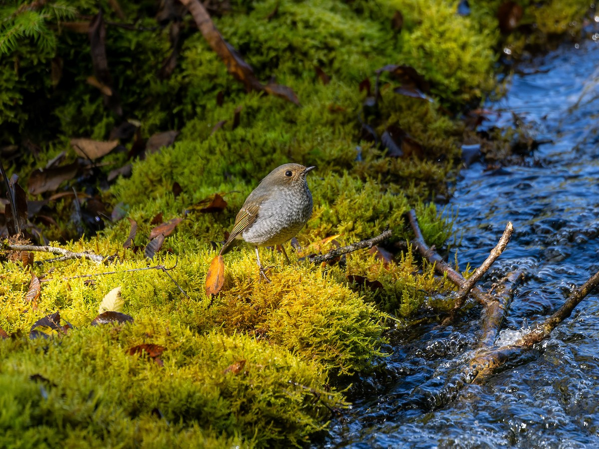 Plumbeous Redstart - ML642708590