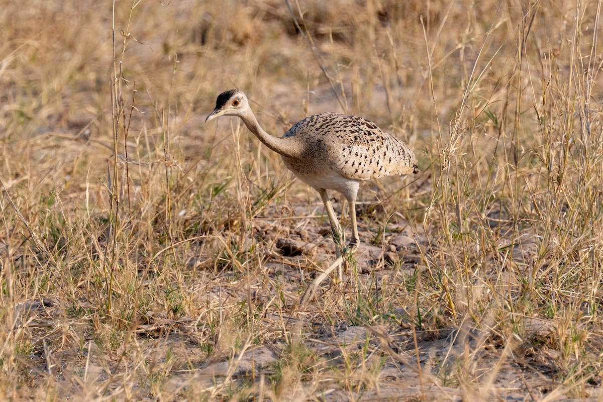 Black-bellied Bustard - ML642708593