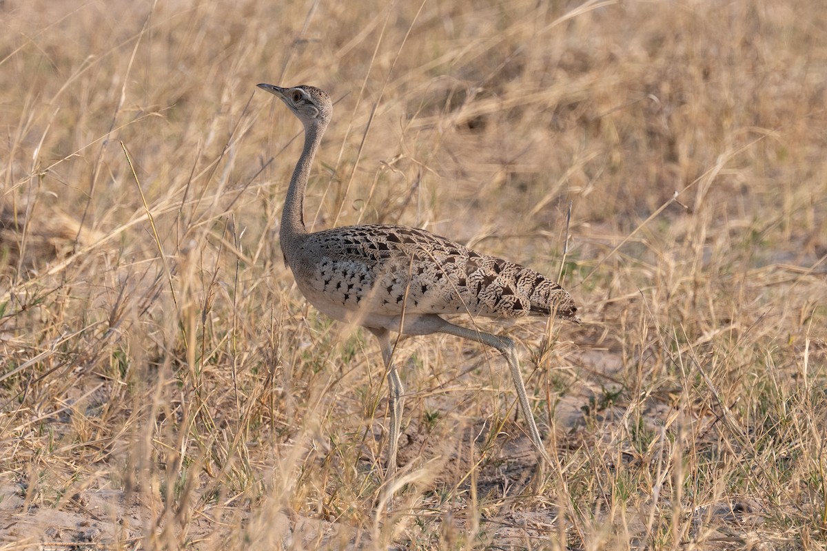 Black-bellied Bustard - ML642708594
