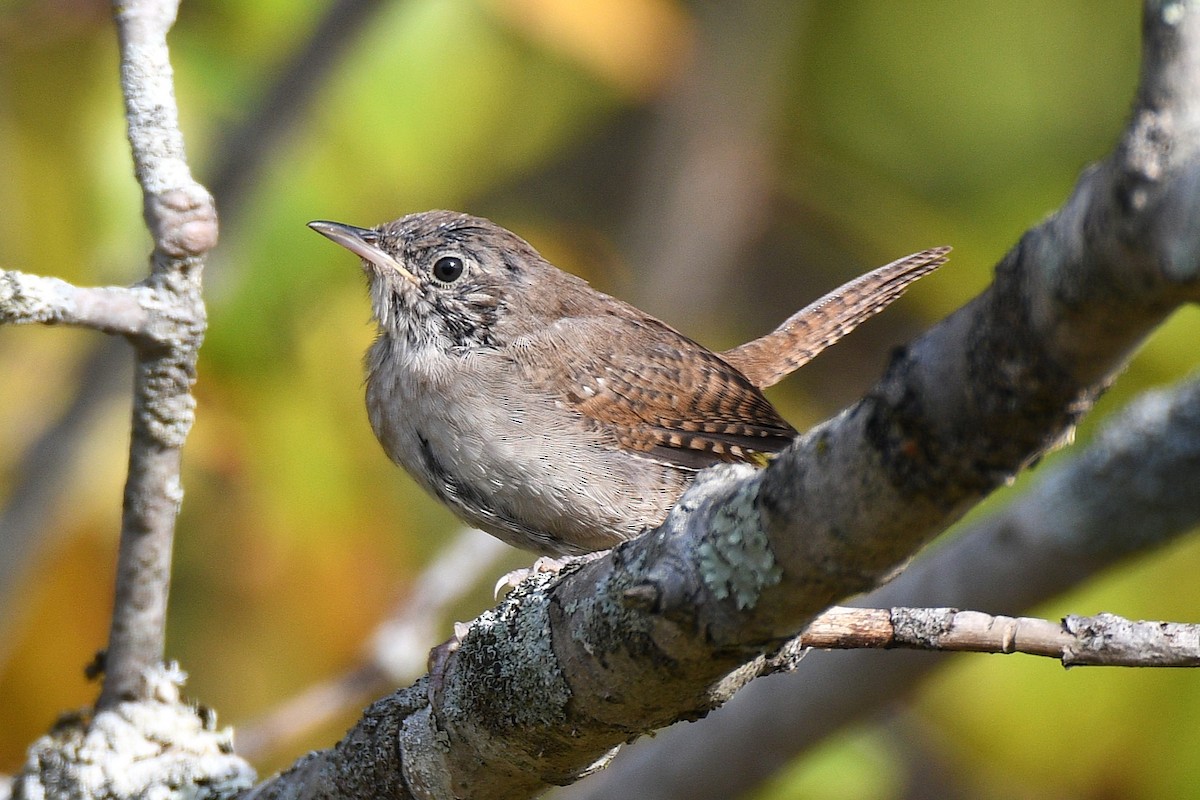 Northern House Wren - ML642708602