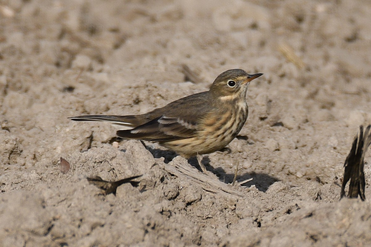 American Pipit - ML642708609