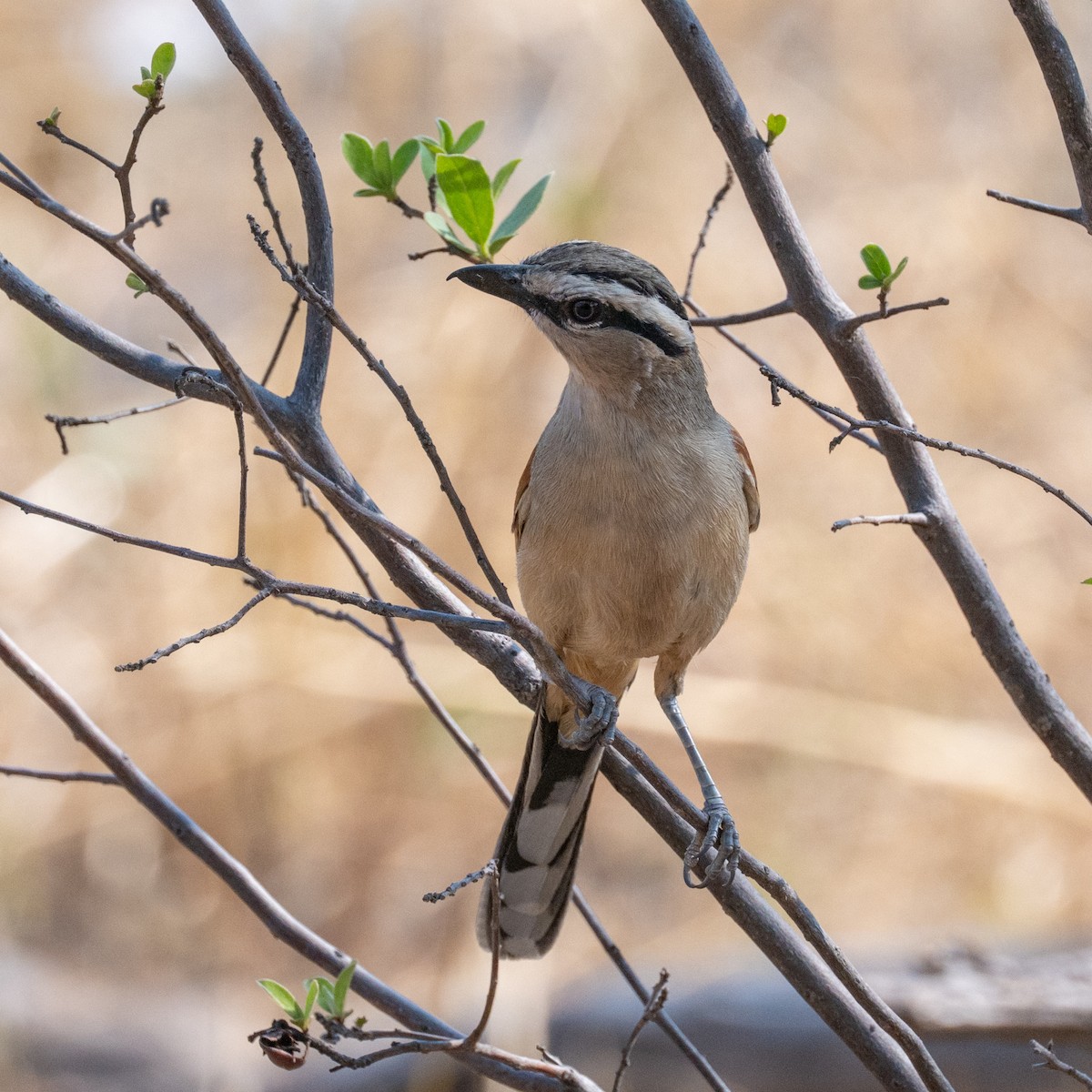 Brown-crowned Tchagra - ML642708613