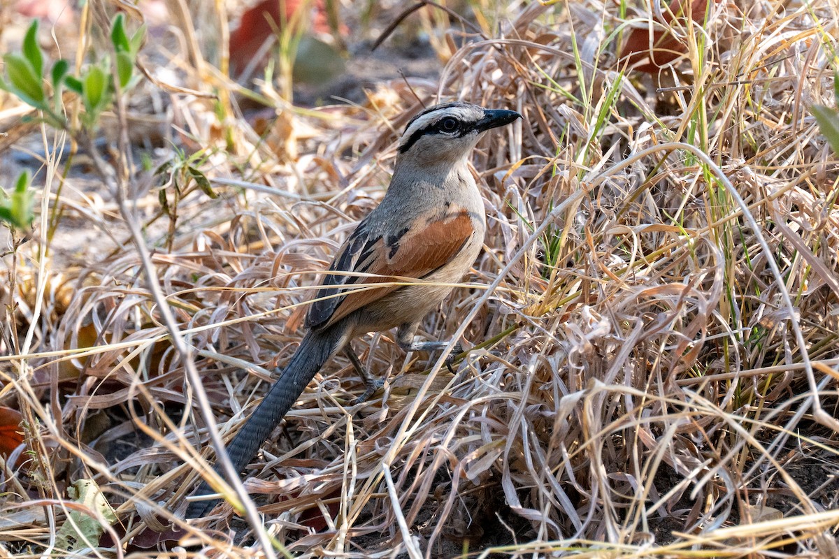 Brown-crowned Tchagra - ML642708614